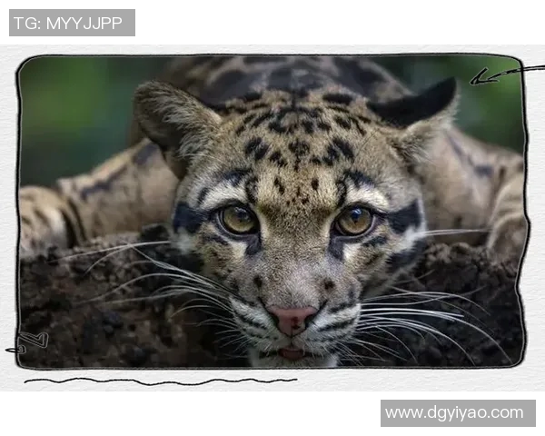 动物与足球明星的相似之处探讨谁更具魅力与个性